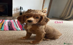 Cocker Spaniel dogs for sale: KC Cocker spaniel pups  - Image 4