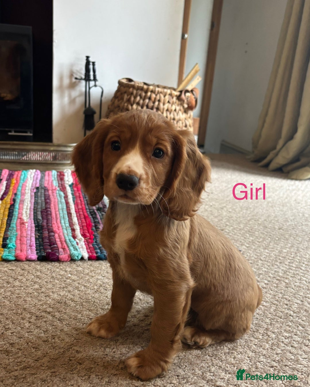 Cocker Spaniel dogs for sale: KC Cocker spaniel pups  - Image 4