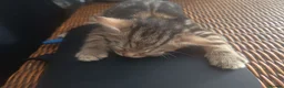 Mixed Breed cats for sale: 3 beautiful kittens ready for new homes 🏠 - Advert 2