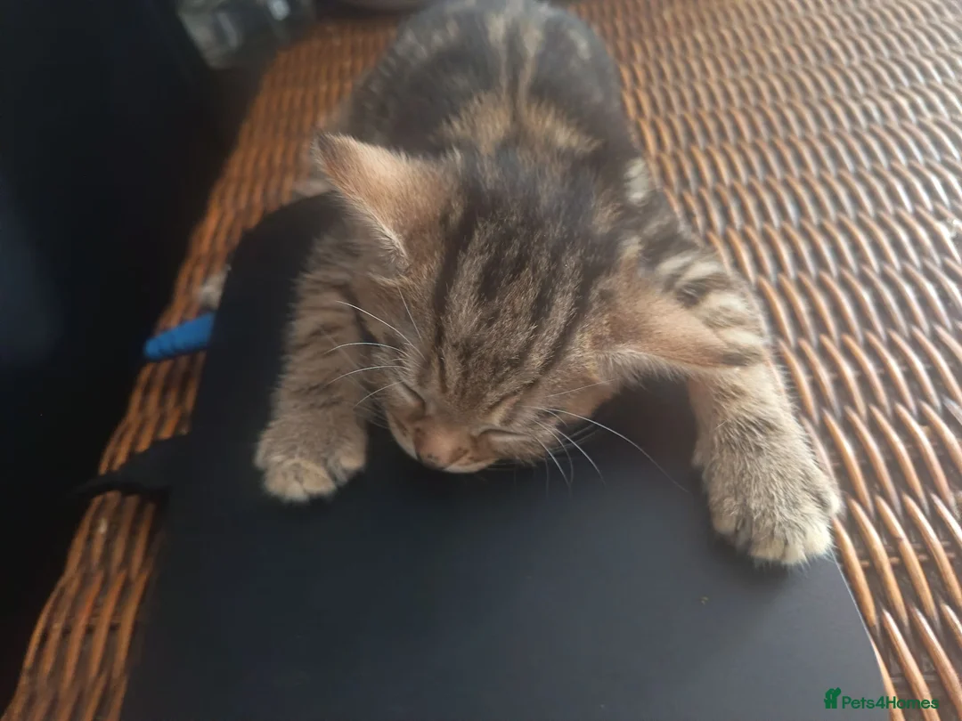 Mixed Breed cats for sale: 3 beautiful kittens ready for new homes 🏠 - Advert 2