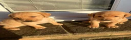 Labrador Retriever dogs for sale: One Girl Available! Ready this week!  - Advert 3