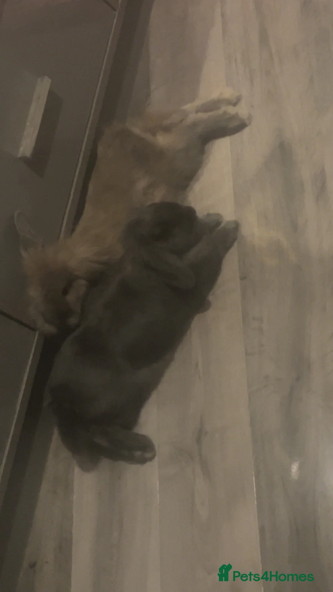 Mixed Breed rabbits for sale: Thumper and blossom male And female  in Birmingham - Advert 1