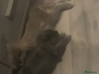 Mixed Breed rabbits Thumper and blossom male And female - Advert 2