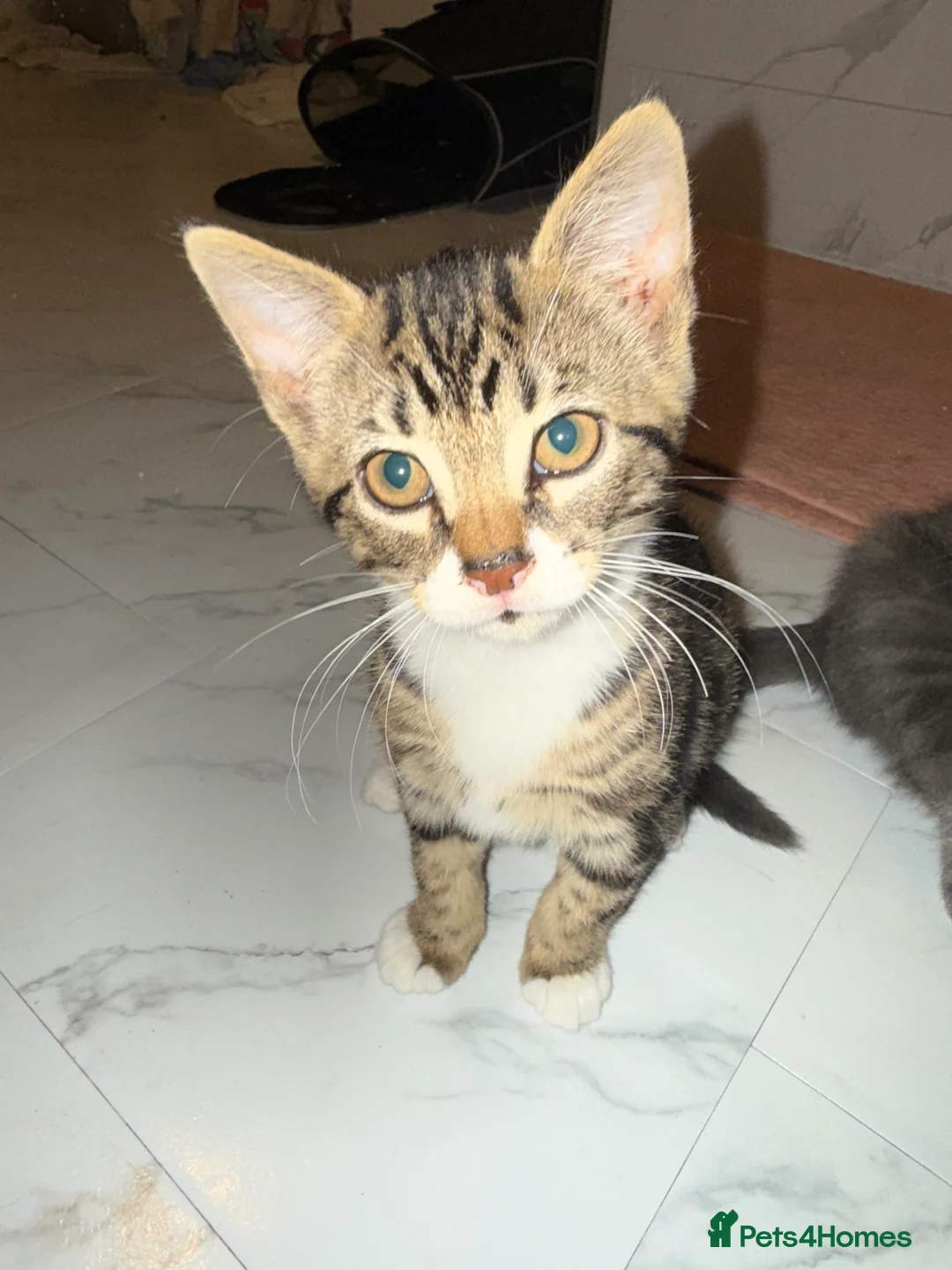 British Shorthair cats for sale: 3 cute and friendly kittens. 1 grey, 2 tabby - Advert 2