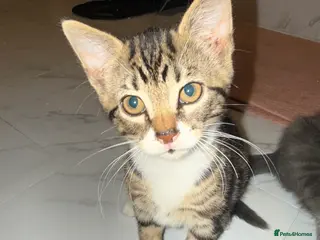 British Shorthair cats 2 cute and friendly kittens left (Grey kitten gone - Advert 3