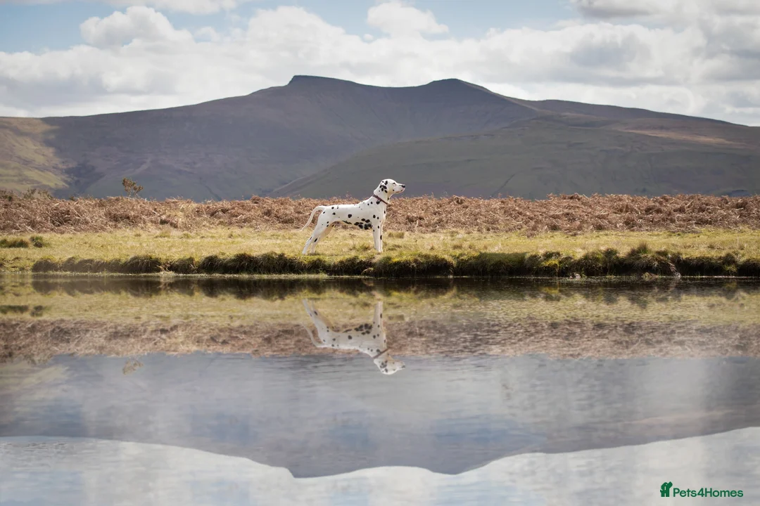 Dalmatian dogs for stud: CRUFTS QUALIFIED FOR LIFE HEALTH TESTED in Aberdare - Advert 11