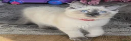 Ragdoll cats for sale: Beautiful ragdolls  - Advert 3