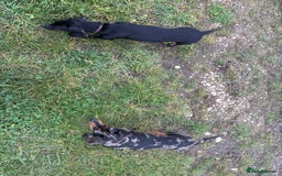 Dachshund dogs for sale: Miniature dachshund  - Image 2