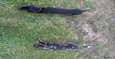 Dachshund dogs - Advert 7