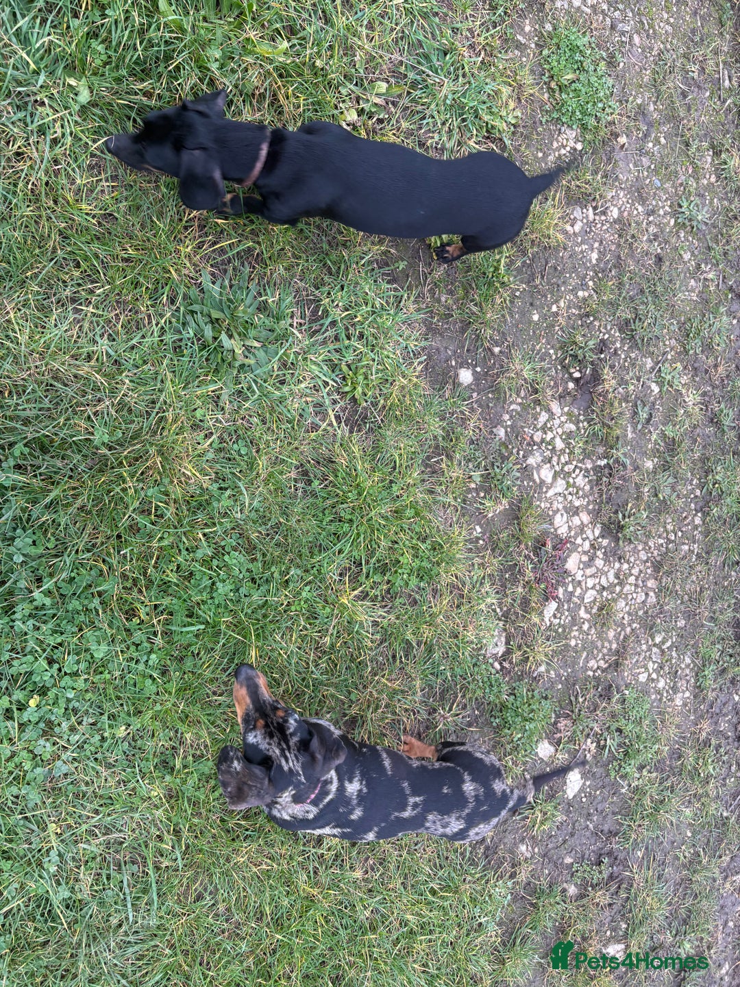 Dachshund dogs for sale: Miniature dachshund  - Image 2