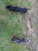 Dachshund dogs - Advert 4