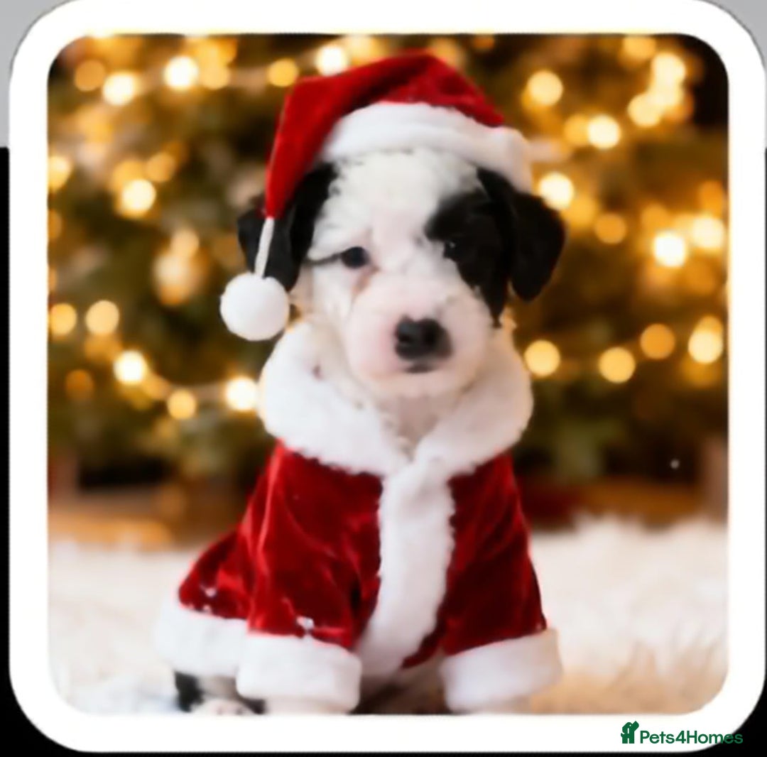 Mixed Breed dogs for sale: Scnockerpoo's  - Advert 5