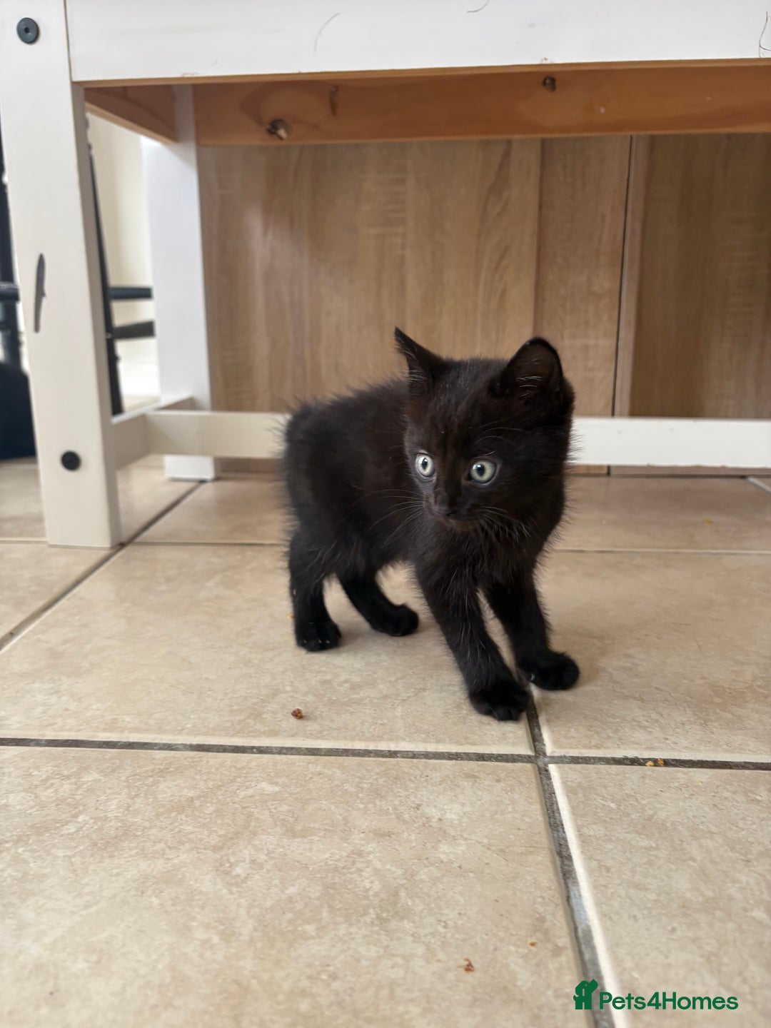 British Shorthair cats for sale: 3 adorable little black kittens - Image 5