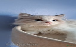 Ragdoll cats for sale: GCCF reg Ragdoll kittens  - Image 1