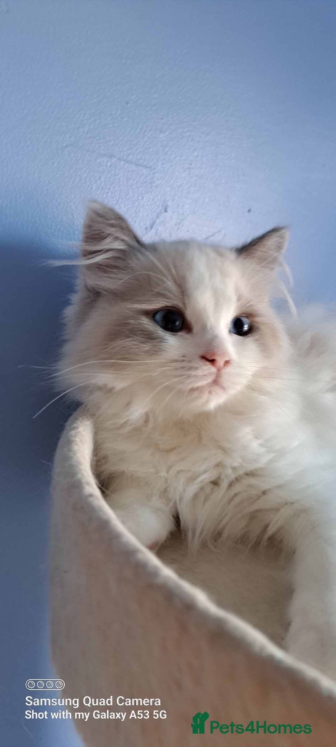 Ragdoll cats for sale: GCCF reg Ragdoll kittens  - Image 1