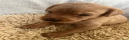 Labrador Retriever dogs for sale: Outstanding litter of yellow/fox red labradors - Advert 7