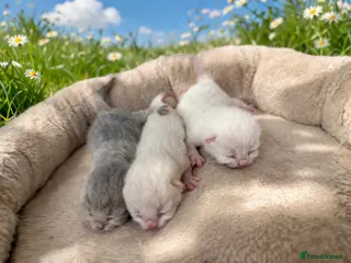 British Shorthair cats British shorthair tica kittens - Advert 17