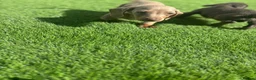 Miniature Dachshund dogs for sale: true tiny dachshunds! - Advert 23