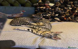 Savannah cats for sale: Savannah F4 girl kittens - Image 7