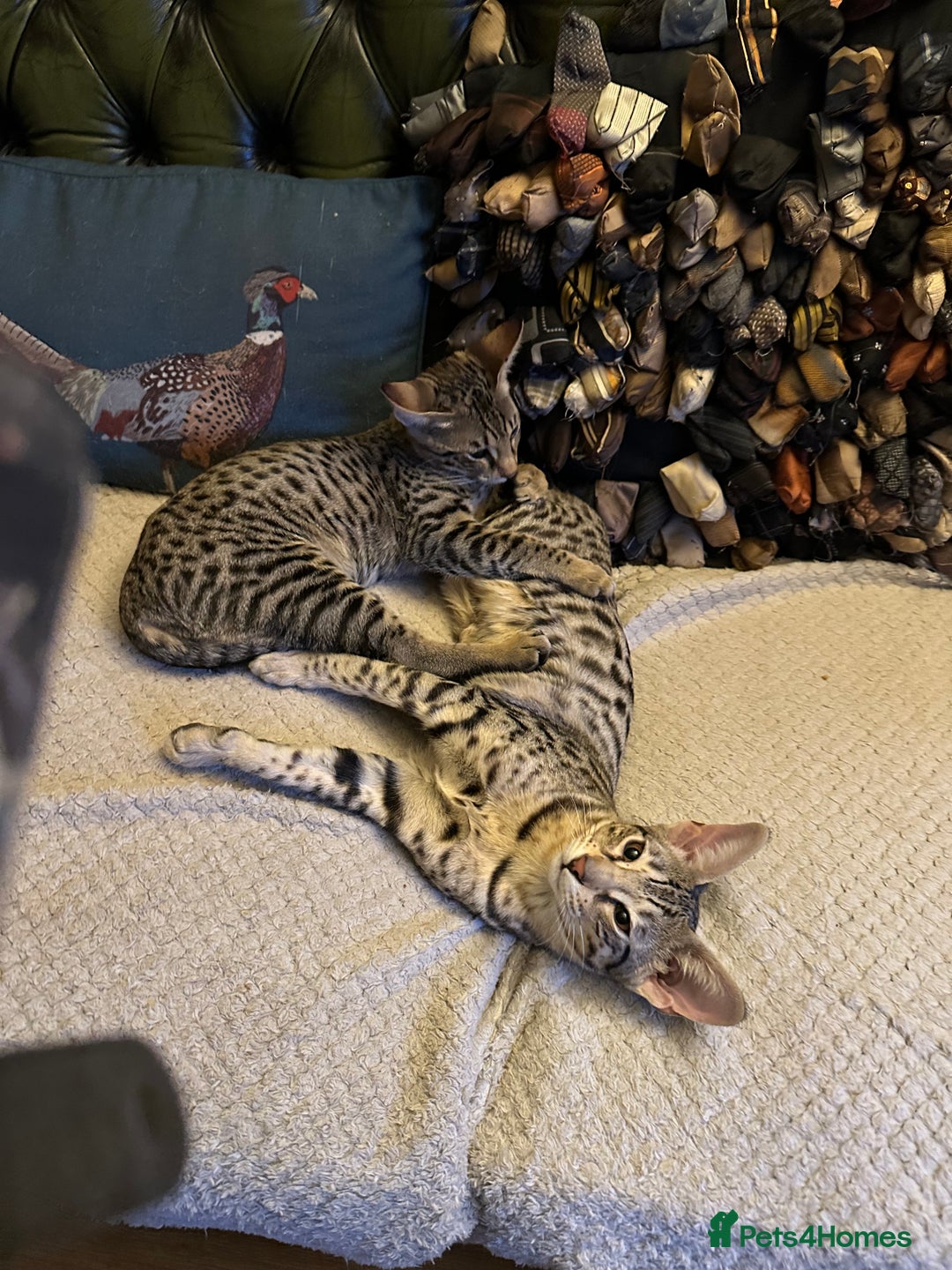 Savannah cats for sale: Savannah F4 girl kittens - Image 7