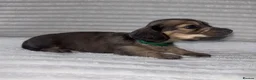 Miniature Dachshund dogs for sale: Beautiful Long-Haired Miniature Dachshund Puppies in Saint Austell - Advert 9