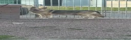German Shepherd dogs for sale: GLENCONNER GERMAN SHEPHERDS - Advert 10