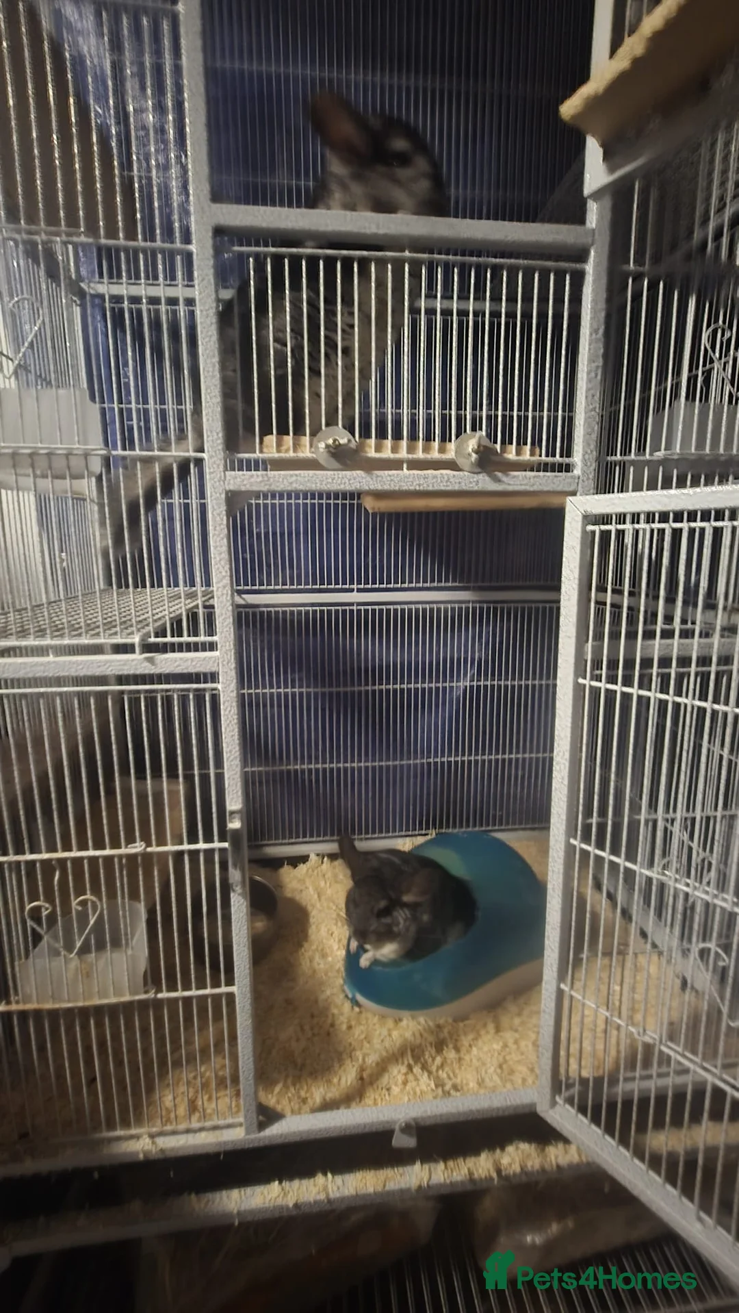 Chinchilla rodents for sale: 2 one year old male chinchillas - Advert 2