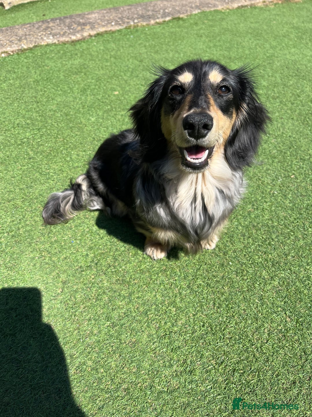 Miniature Dachshund dogs for stud: 1 year old long-haired dapple miniature dachshund  - Image 12