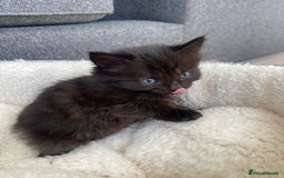 Norwegian Forest Cat cats for sale: Norwegian Forest Kittens - Image 2