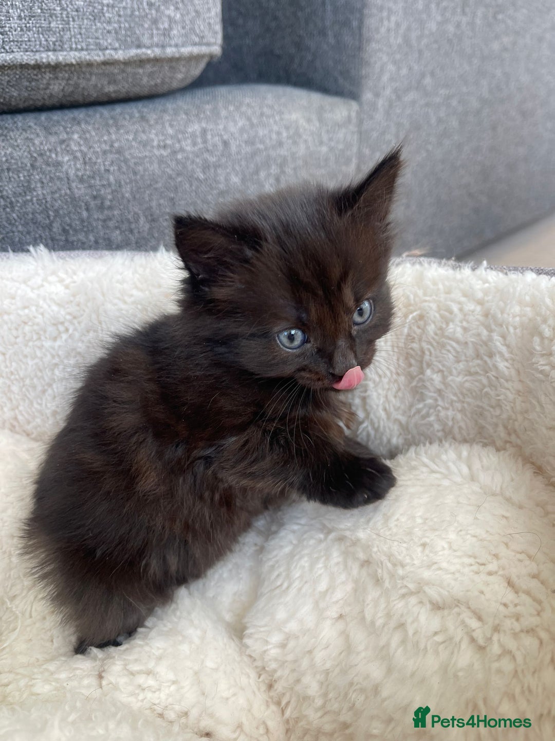 Norwegian Forest Cat cats for sale: Norwegian Forest Kittens - Image 2