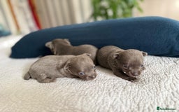 Chihuahua dogs for sale: Best quality Pedigree Puppies KC  - Image 13