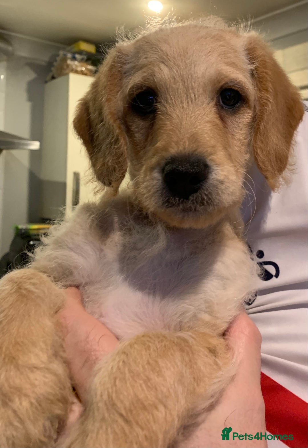 Double Doodle dogs for sale: Beautiful rare litter of Double Doodles - Image 24
