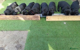 Labrador Retriever dogs for sale: Superb Active Family Dogs - Image 5