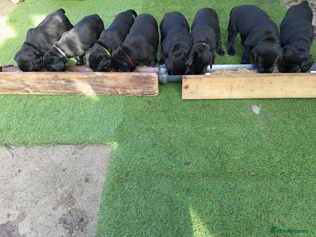 Labrador Retriever dogs for sale: Superb Active Family Dogs - Image 5