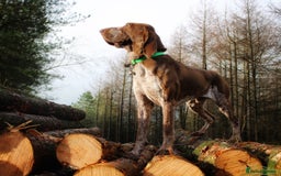 Bracco Italiano dogs for stud: Bracco Italiano for stud - Image 2