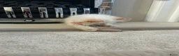 Persian cats for sale: Female flame point persian kitten - Advert 10