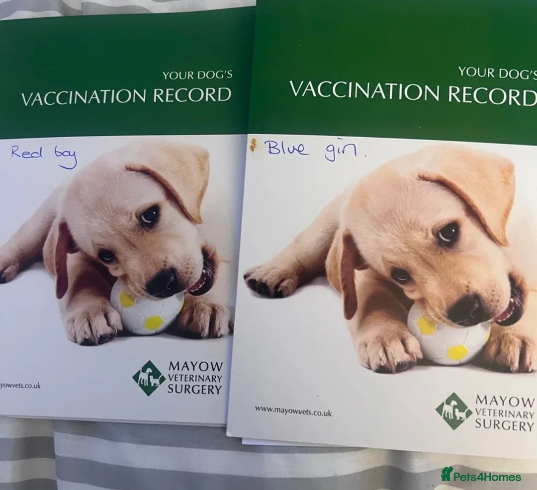 Golden Shepherd dogs for sale: 6 German Shepherd puppies long coat  - Advert 10