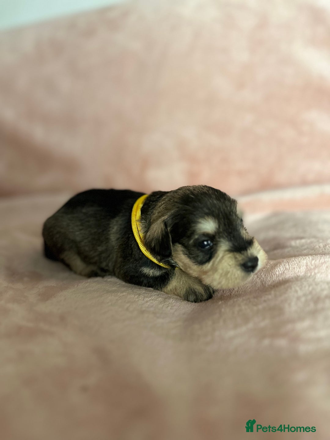 Miniature Schnauzer dogs for sale: OUTSTANDING CHAMPION LINES PUPPIES  - Advert 18