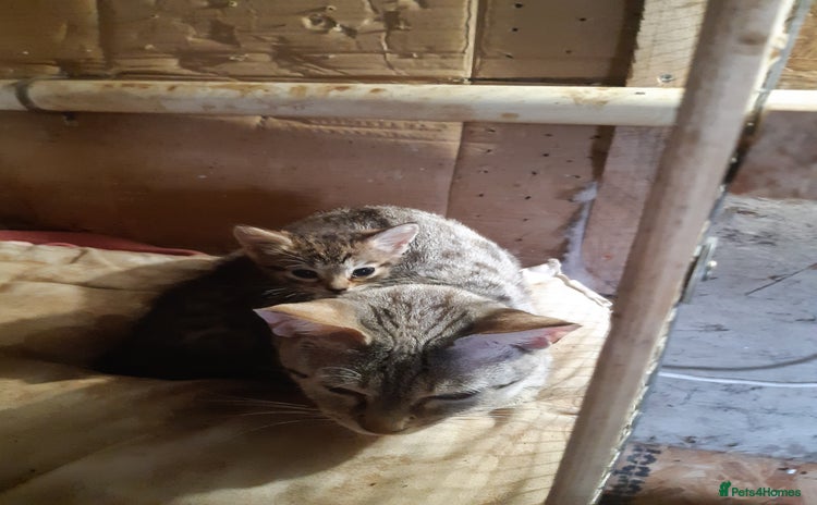 Savannah cats - Advert 1
