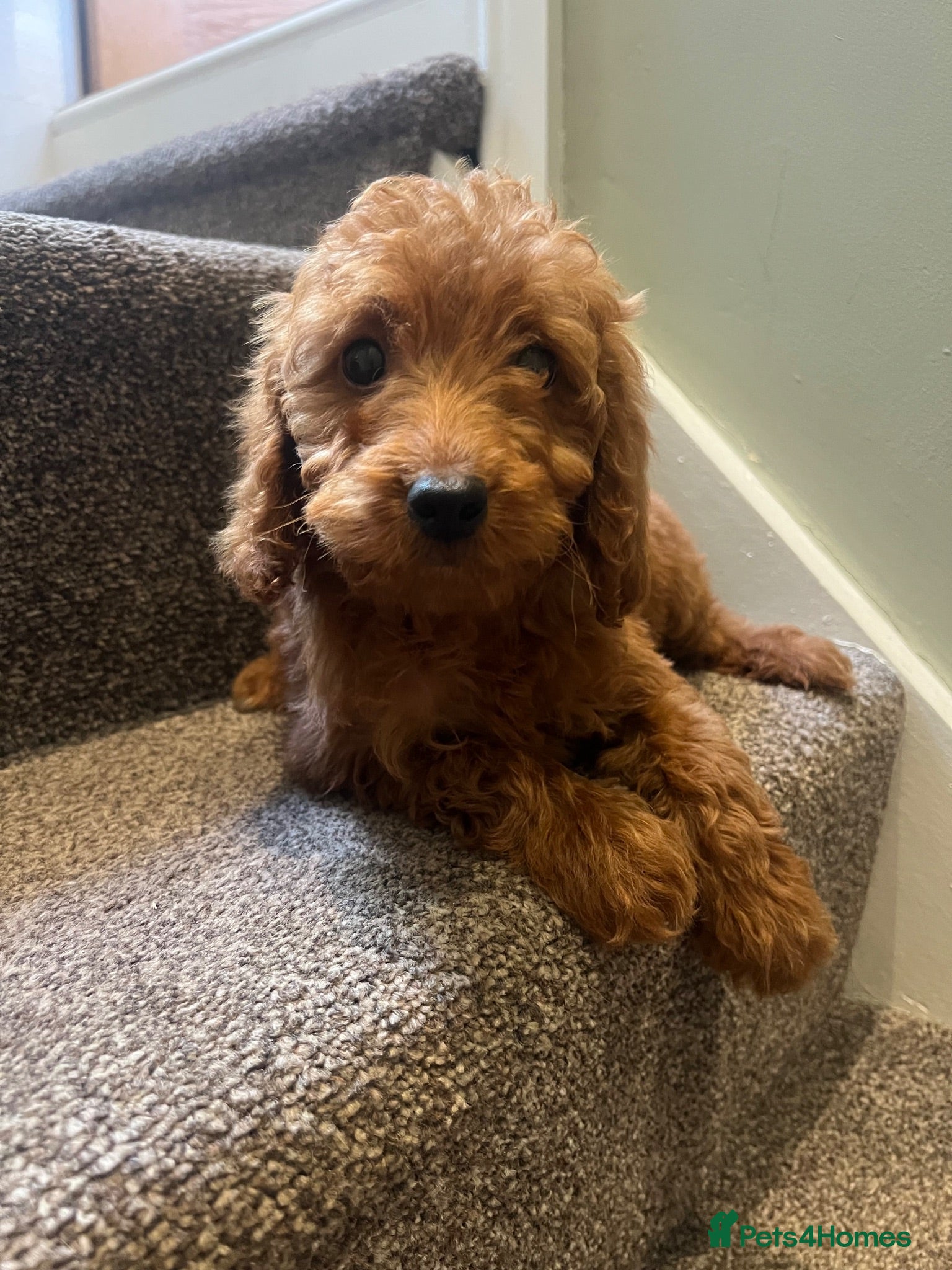 Cockapoo dogs F2 cockapoos - Advert 1