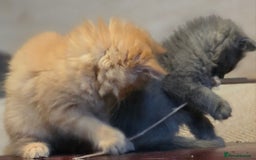 Persian cats for sale: Persian  - Image 18