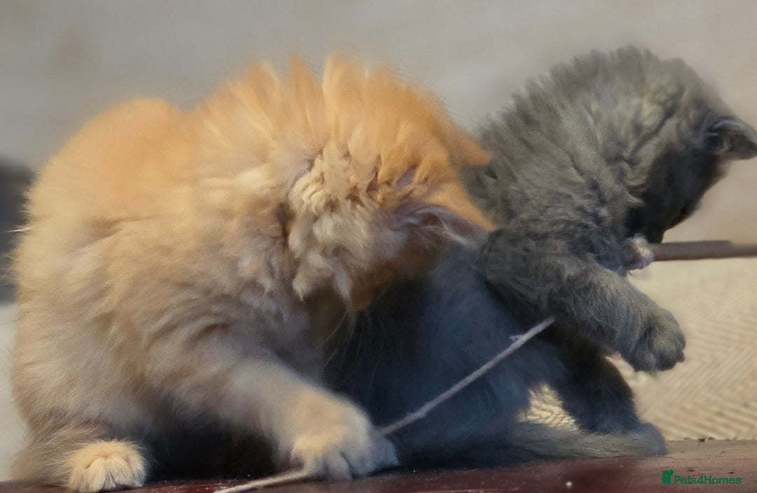 Persian cats for sale: Persian  - Image 18