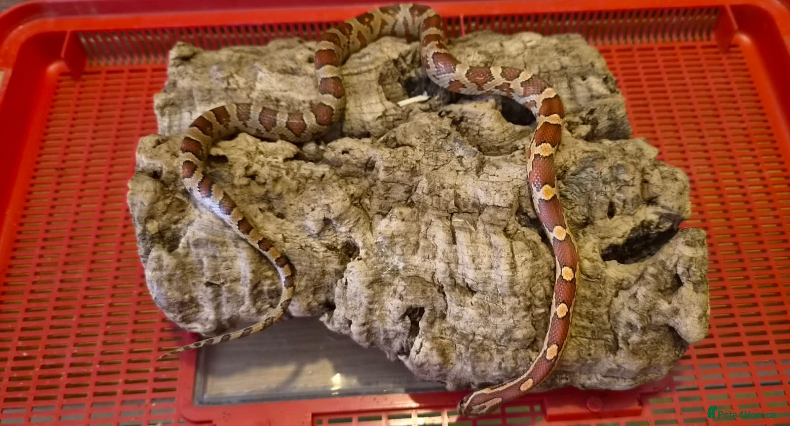 Corn Snake reptiles 10 month old corn snakes - Advert 3
