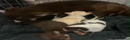 Chihuahua dogs for sale: Tiny chihuahua puppies  - Advert 13