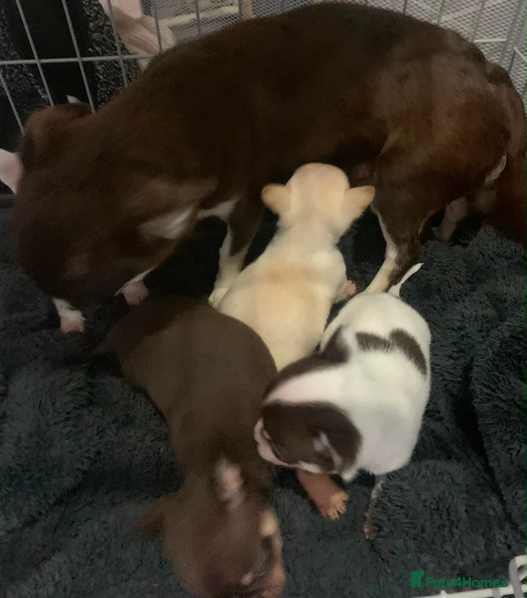 Chihuahua dogs for sale: Tiny chihuahua puppies  - Advert 13