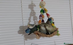Lovebirds birds for sale: 🐦 Story of The Cutie Siblings! 💚 - Image 8