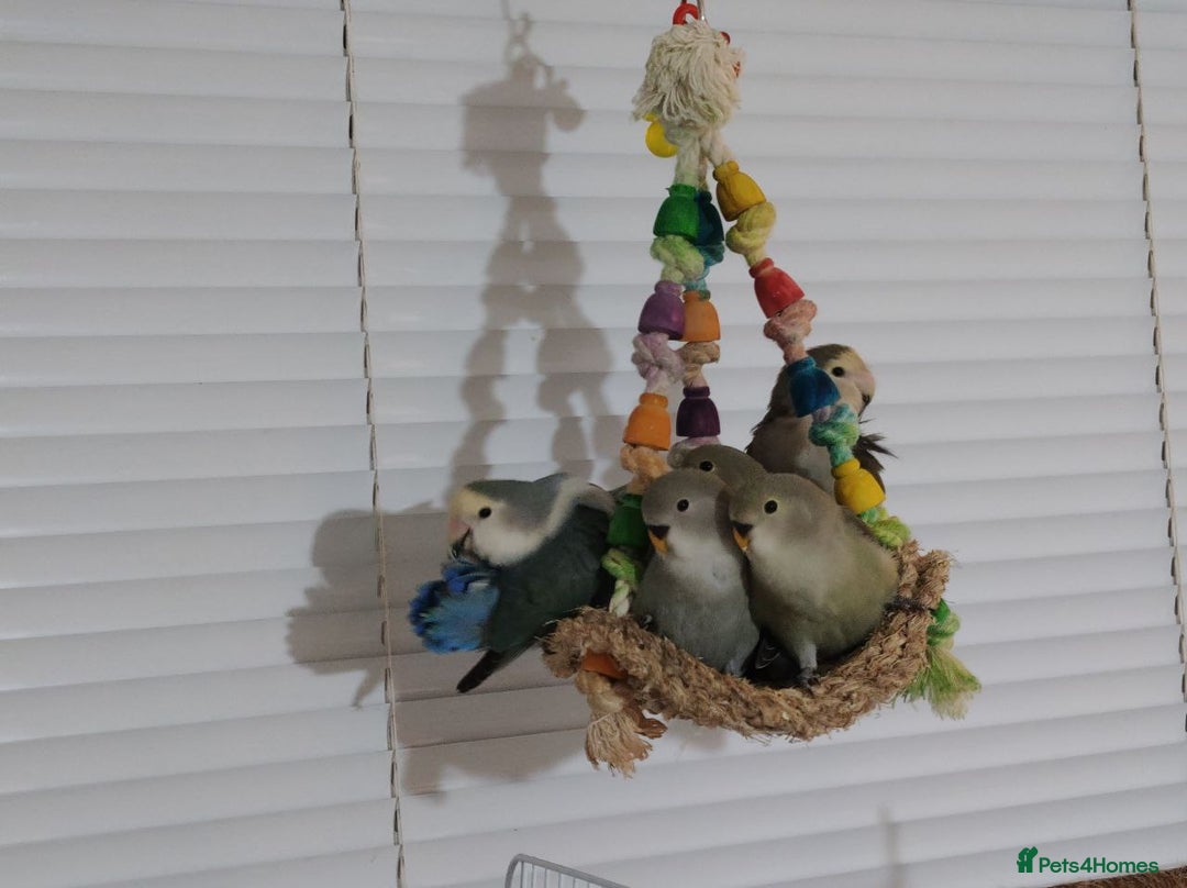Lovebirds birds for sale: 🐦 Story of The Cutie Siblings! 💚 - Image 8