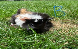Guinea Pig rodents for sale: Male and Female Guinea Pigs For Sale  - Image 12