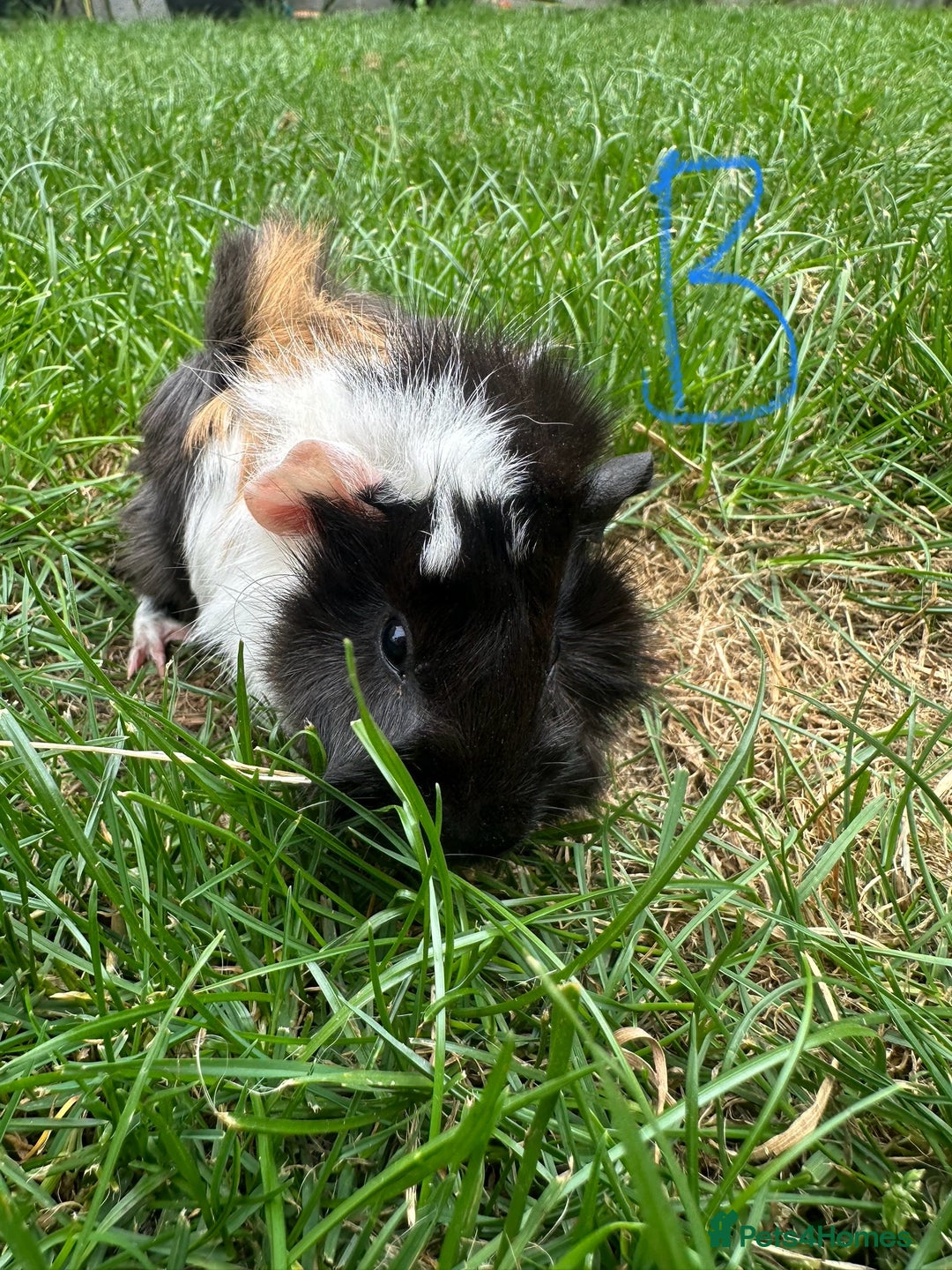 Guinea Pig rodents for sale: Male and Female Guinea Pigs For Sale  - Image 12