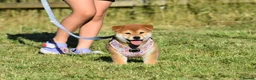 Japanese Shiba Inu dogs for sale: Exceptional Japanese Shiba Inu Puppies - Advert 19